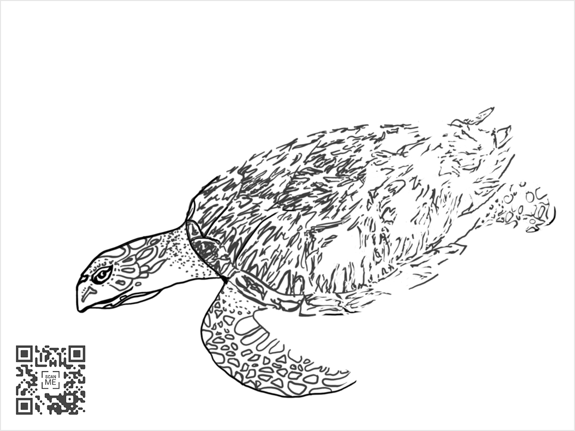 Ackels Hawksbill Turtle w border