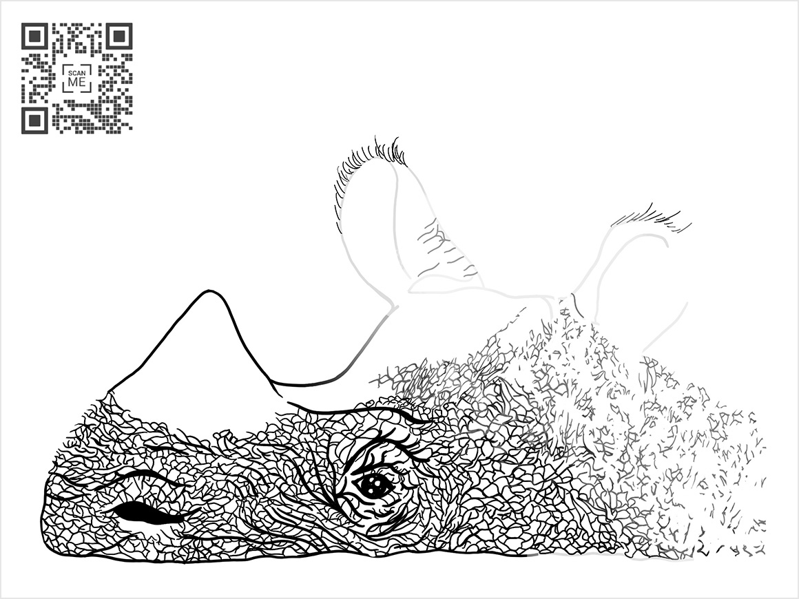 Ackels Rhino w border