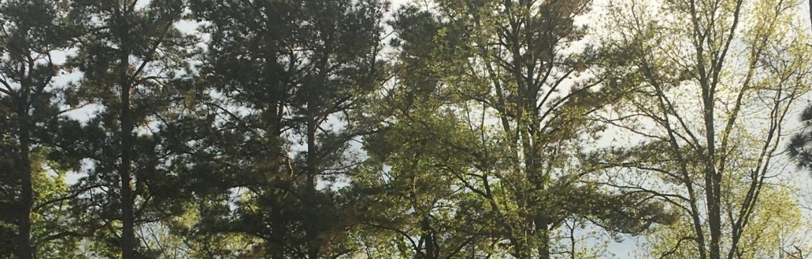 On COVID-19, Shakespeare, and being immeasurably weary