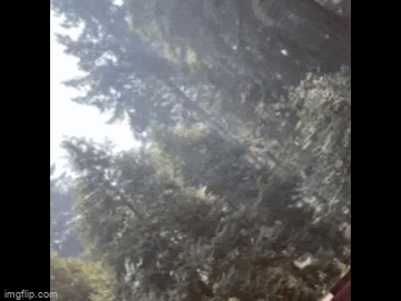 Sunlight shining through tall evergreen trees.