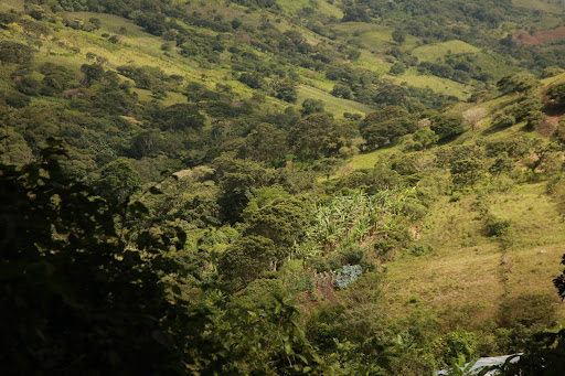 Green hillside with dense vegetation and cultivated patches of land.