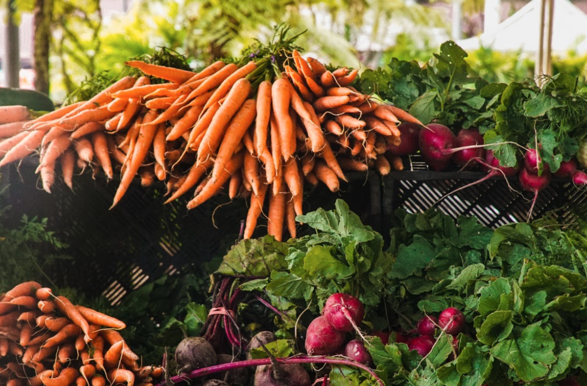 Fresh vegetables displayed at a market stall, including carrots, radishes, lettuce, and kale.