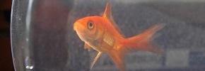 Goldfish swimming in a fishbowl.