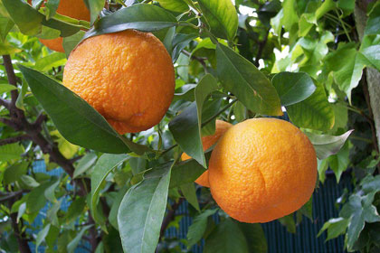Two ripe oranges on a tree with green leaves.