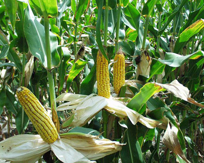 Corn plants with ears of mature corn in a field.