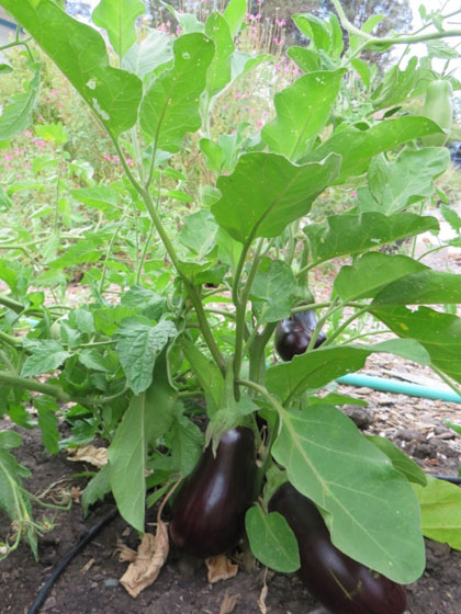 Eggplant plant with green leaves and dark purple fruits.