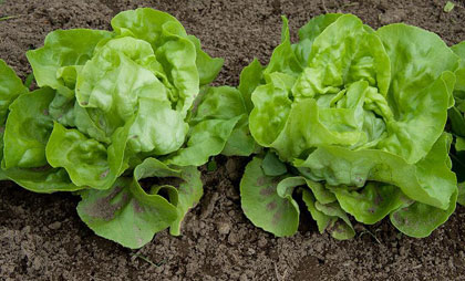 Two lettuce heads growing in soil.