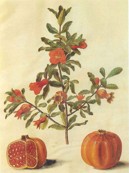 Illustration of a pomegranate tree with fruit and flowers.