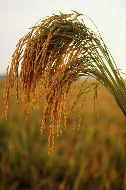 Close-up of rice plants in a field.