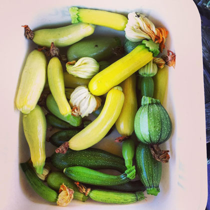 Assorted summer squash varieties in a white container.