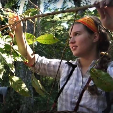 NIcaragua picking coffee beans 