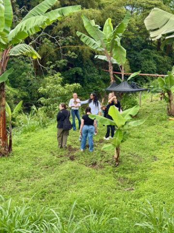 SM25 Costa Rica ground standing in tall foliage