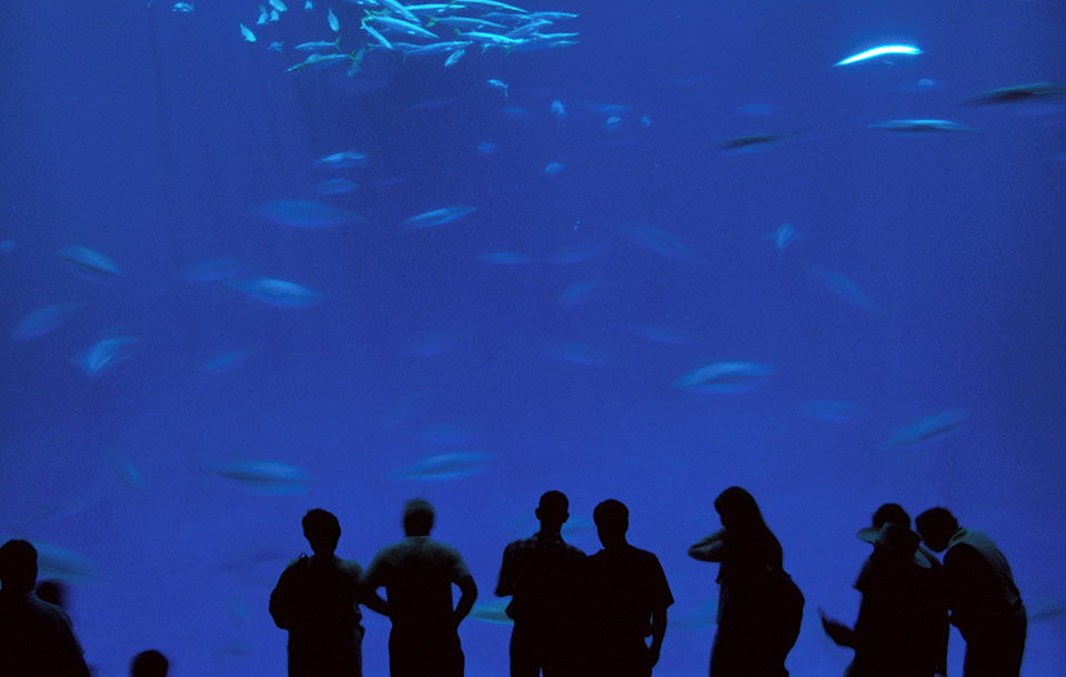 Monterey Bay Aquarium