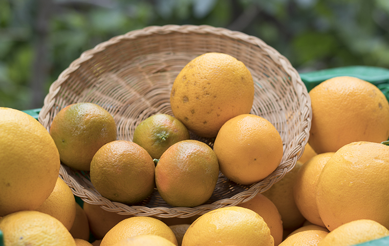 Oranges sit in a straw basket