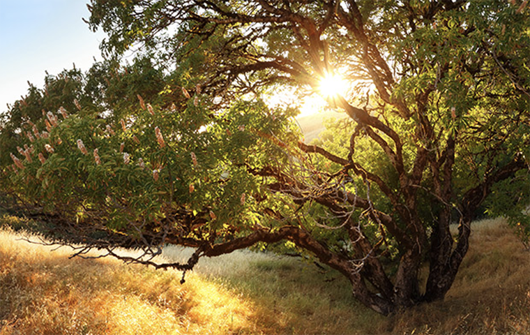 The sun peeks through a tree in a scenic mountain photo 