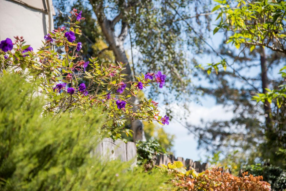 A tree with purple flowers and surrounding greenery.