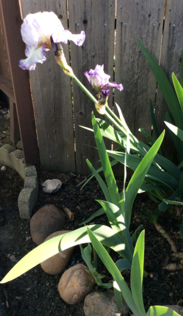Alt text: Purple irises growing in a garden beside rocks and a wooden fence.