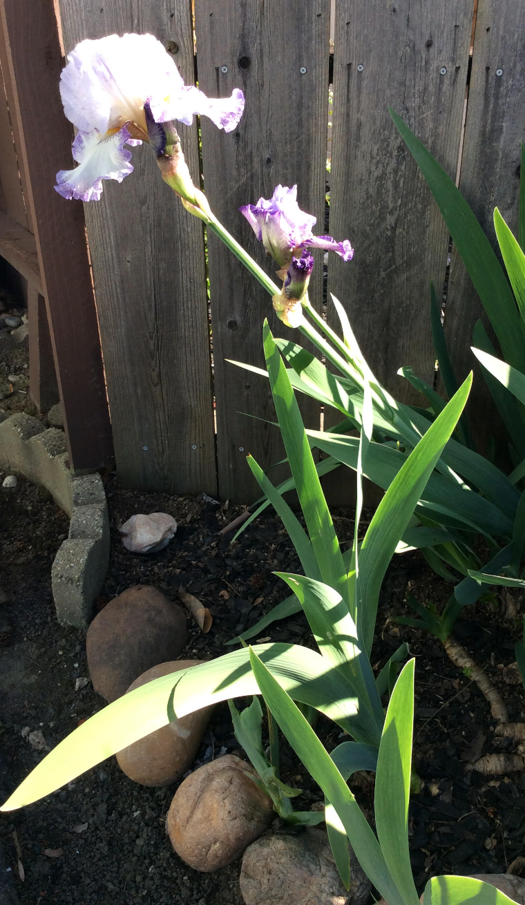 Alt text: Purple irises growing in a garden beside rocks and a wooden fence.