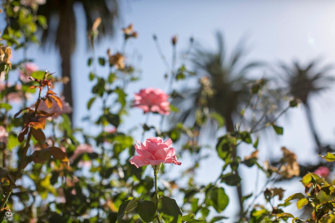 Mission Gardens