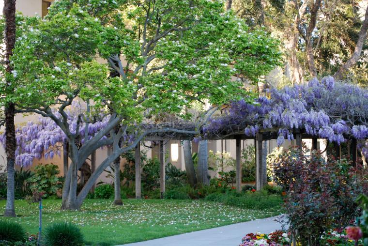 Spring foliage and flowers in Mission Gardens with a pathway in the foreground.