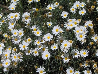 Daisies
