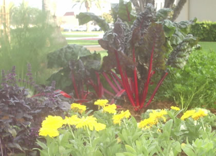 Clockwise from Left: Fennel, Swiss Chard, Parsley, Calendula, and Purple Basil