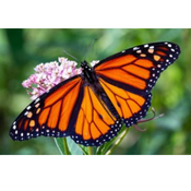 A Monarch butterfly resting on a pink flower.