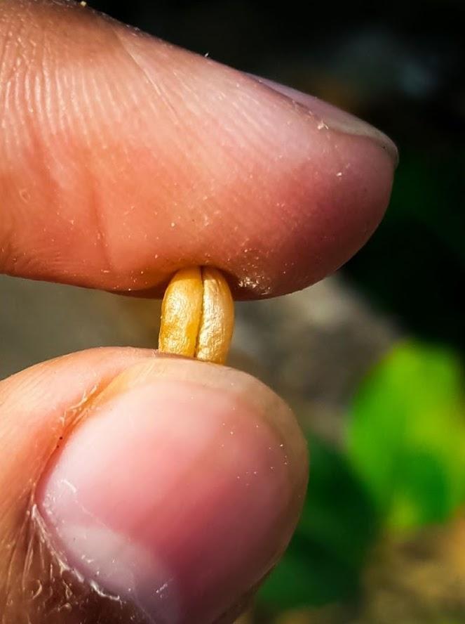 Fingers holding a small green seedling with blurred greenery in the background.