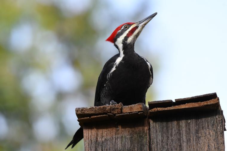 A red-crested woodpecker perching on a wooden post.