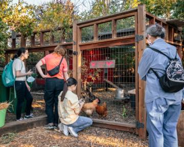 Visitors looking at the chicken coop at the Forge Garden