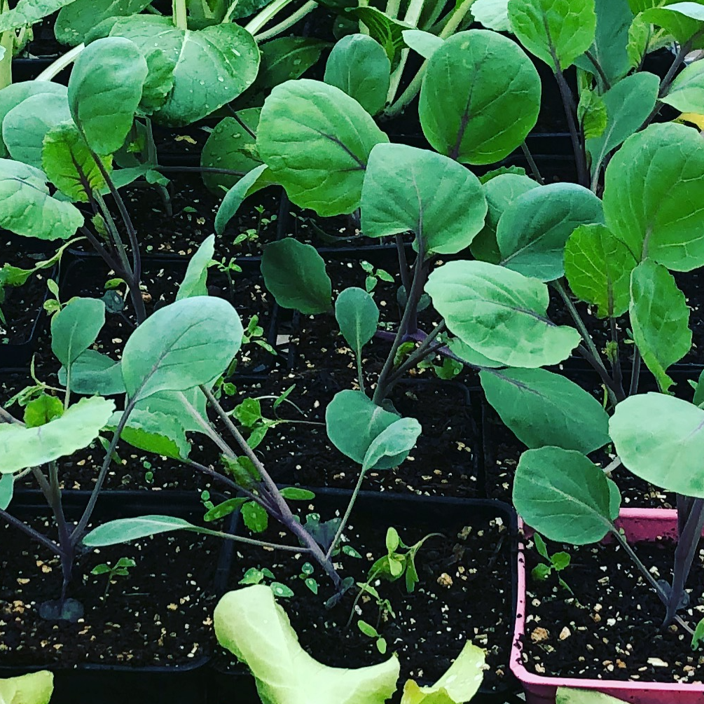 young plants in small square pots