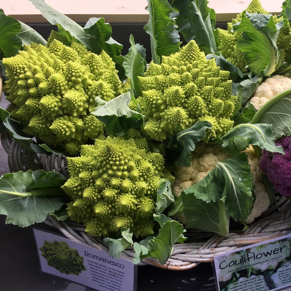 Three heads of Romanesco Spiral broccoli