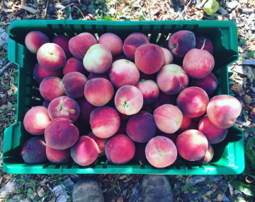 Basket of peaches harvested from the Forge Garden