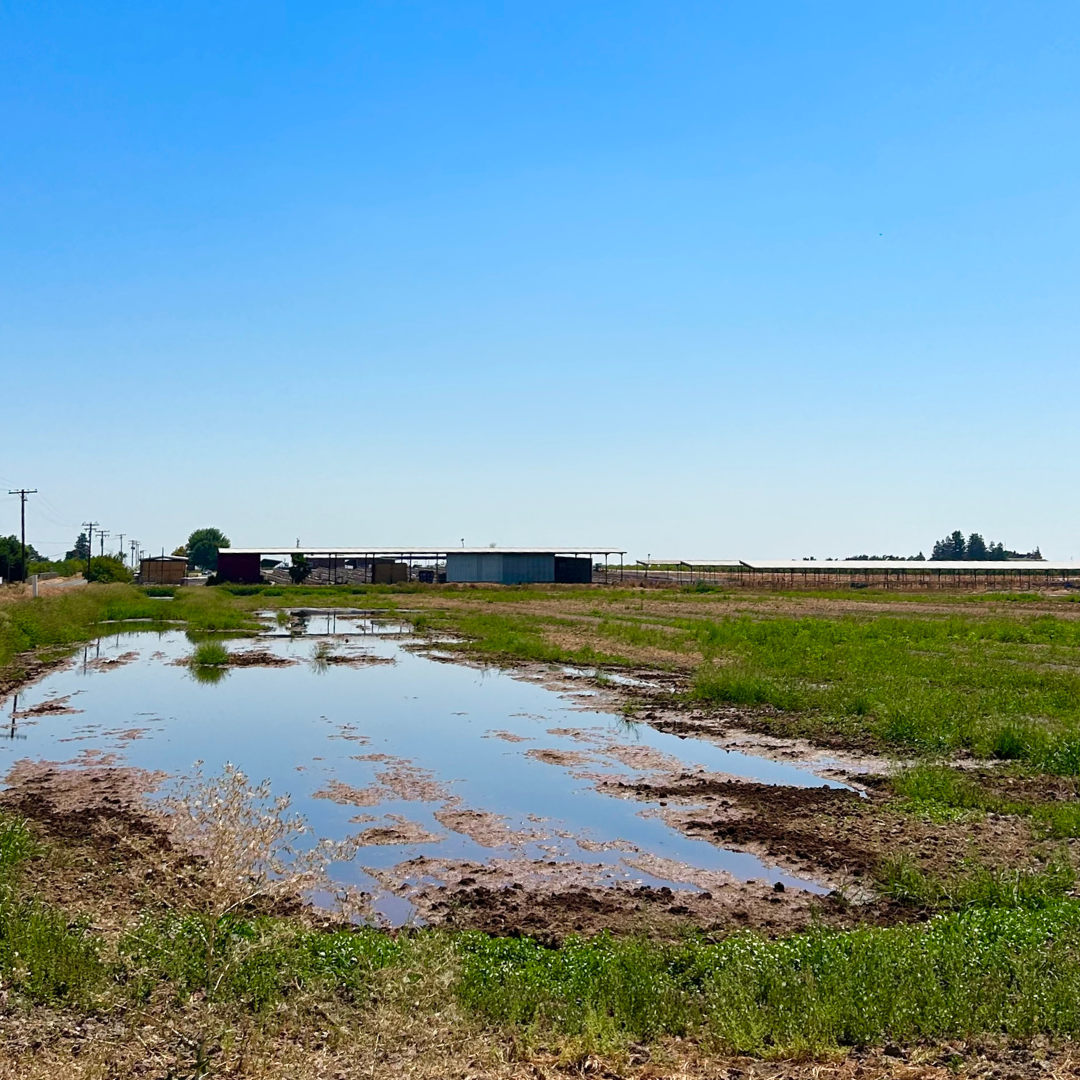 Nitrate Contamination 