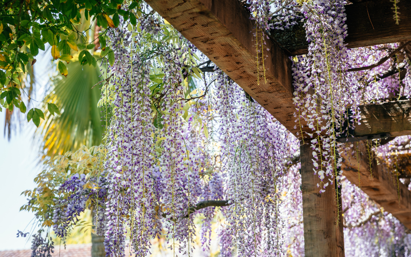 Wisteria 